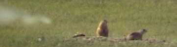 Prairie Dog Tip #1...Pay Attention!